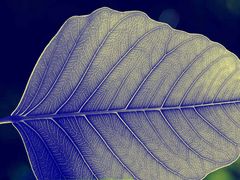 Immagine profilo di blu-leaf